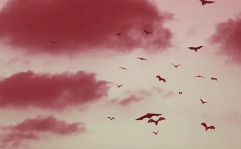 蝙蝠的选择作文