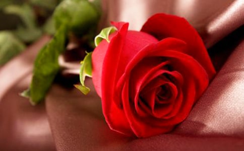 玫瑰优秀作文450字