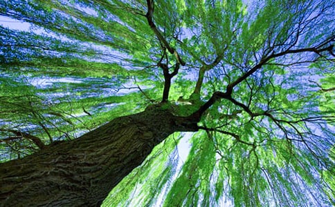 我家门前的大柳树作文（通用11篇）