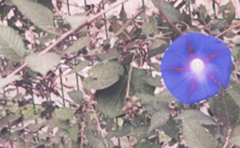 不可思议的牵牛花小学作文