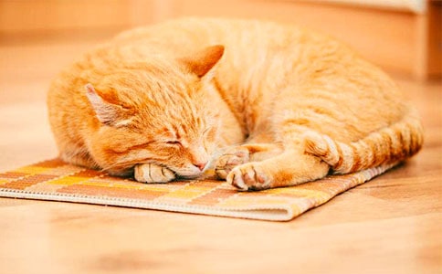 卡罗尔的小猫作文