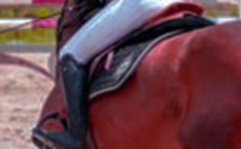 内蒙古骑马作文