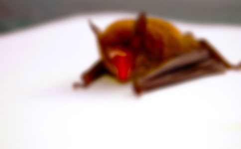 猫和蝙蝠一年级作文