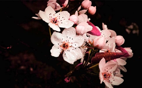 我爱梨花状物作文