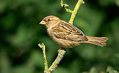 初中叙事作文 : 麻雀