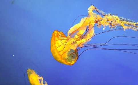 母爱如水母爱如树作文