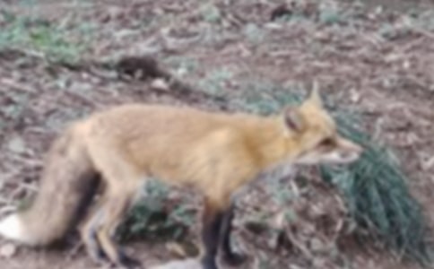 狐狸和乌鸦的`作文350字