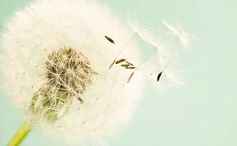 蒲公英漂流记优秀作文