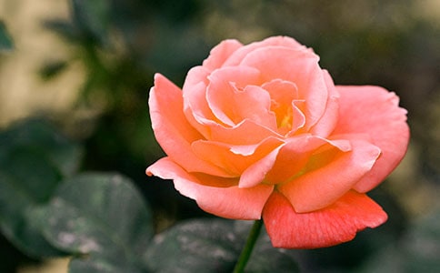 月季花优秀作文