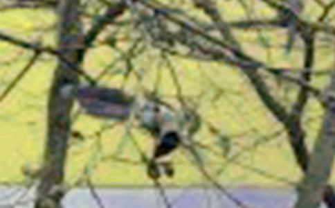 关于小鸟的叙事作文