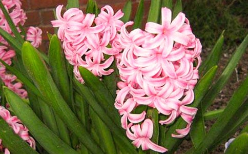 风信子的变化作文