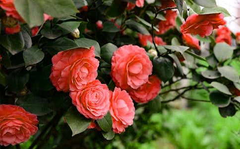 我爱山茶花初中作文