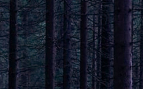 美丽的普达措森林公园作文