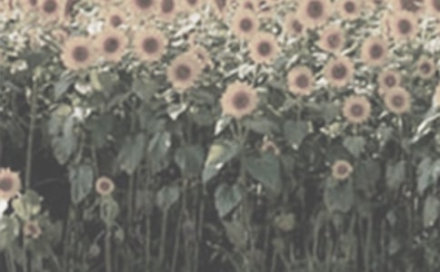 描写太阳花作文10篇