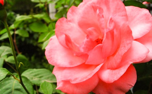 郑州月季花作文