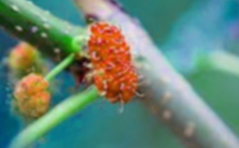 梦里山乡,桑果微微笑五年级作文