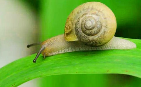 树上的蜗牛作文350字