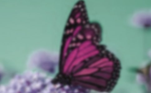 美丽的蝴蝶1000字作文