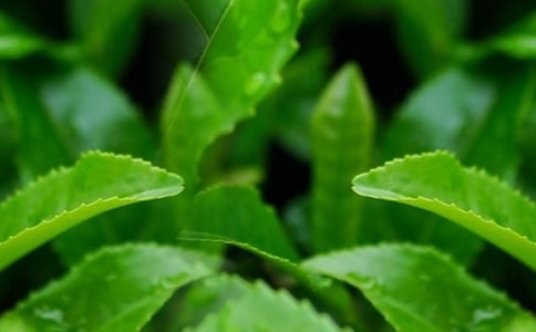 茶叶人生初一作文