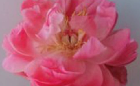 白玫瑰600字作文