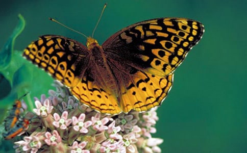 蝴蝶的飞行见闻作文