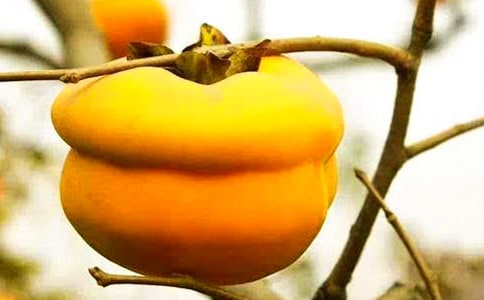 万能的柿子树作文500字