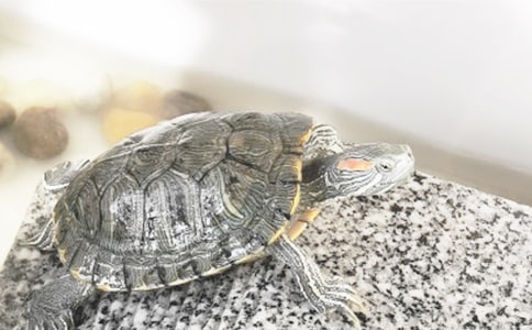 我家的小乌龟四年级作文650字