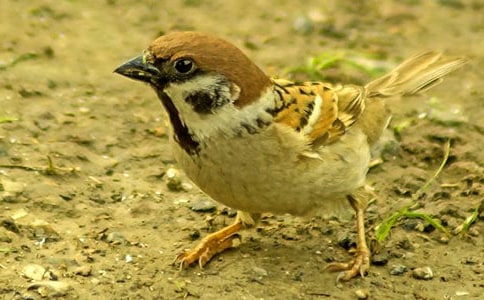 我们的朋友麻雀优秀作文450字