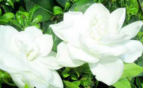 我是一朵栀子花作文850字