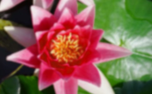 家乡的荷花作文550字