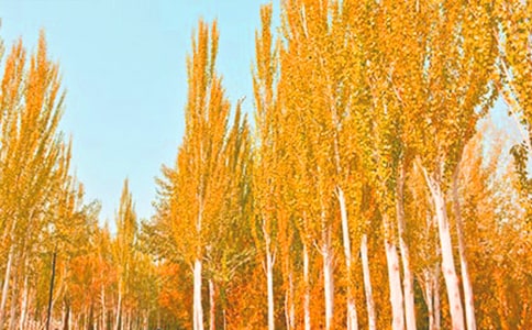 我与白杨树有个约会作文400字