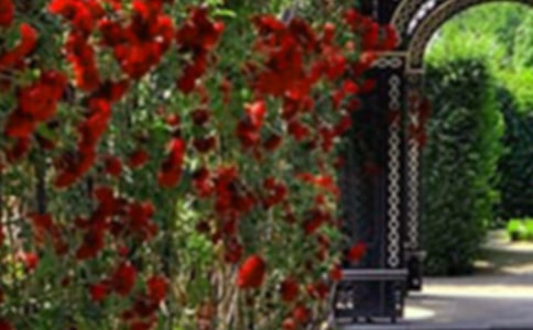 美丽的新城花园450字作文