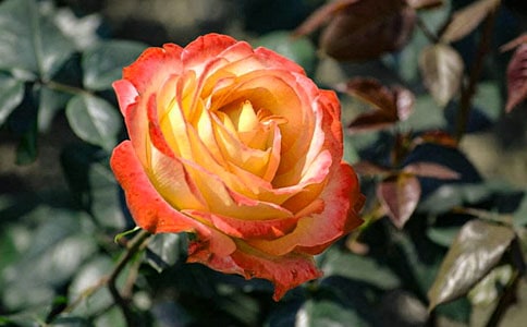 对不起,月季花似的小姑娘五年级作文