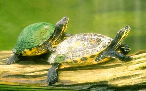 助人为乐的小乌龟作文