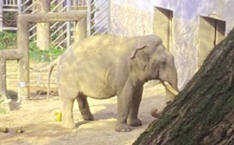 小白兔和大象的二年级作文