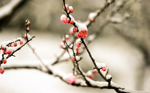 梅花傲雪绽放的高中作文(精选18篇)