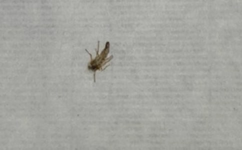 跟蚊子战斗作文