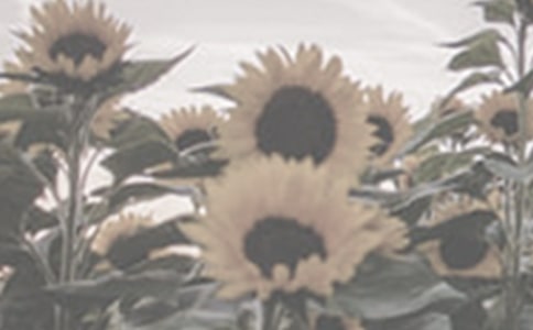 美丽的太阳花四年级作文350字