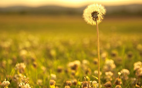 蒲公英的旅程作文