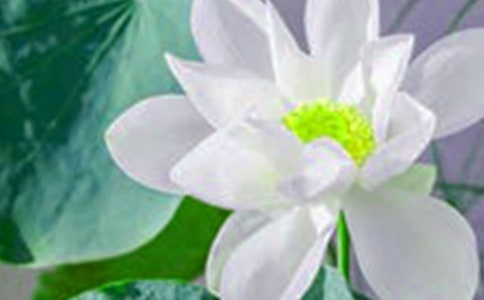 荷花池四年级作文