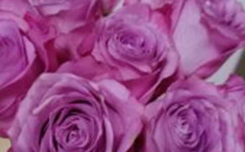 我家花园里的.玫瑰花日记作文