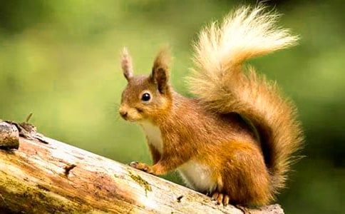 小松鼠的松树林优秀作文