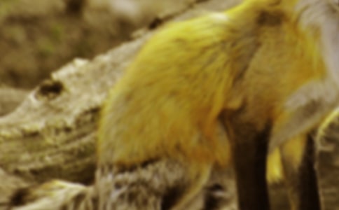 狐狸开店小学作文