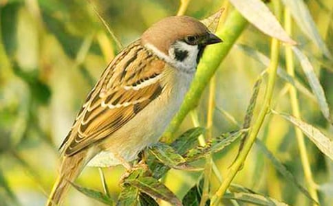 树下的小麻雀作文600字