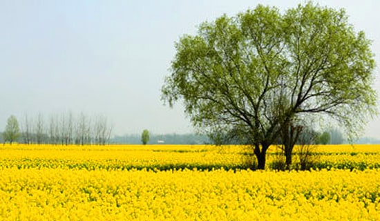 春游的游记作文