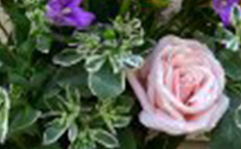 玫瑰花五年级作文500字