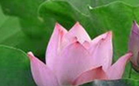 我爱荷花四年级作文