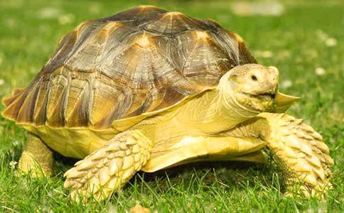 有关写乌龟作文