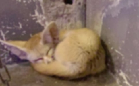 《狐狸和乌鸦》小学生作文（精选10篇）