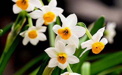 水仙花和它的栽种方法小学作文